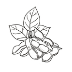 蚕豆
