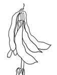 黄豆