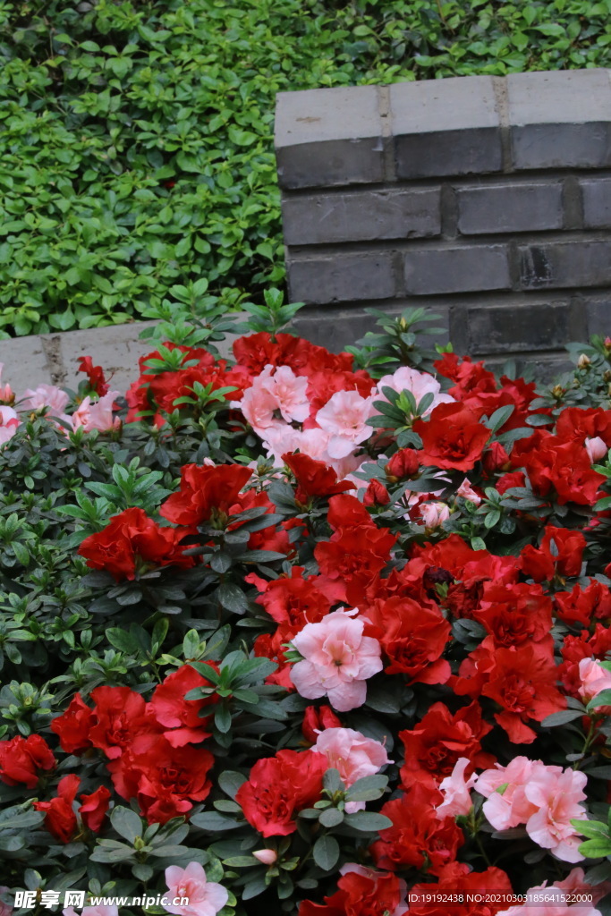杜鹃花