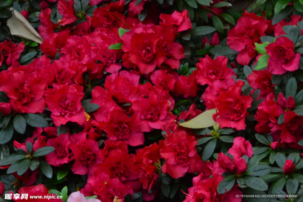 杜鹃花