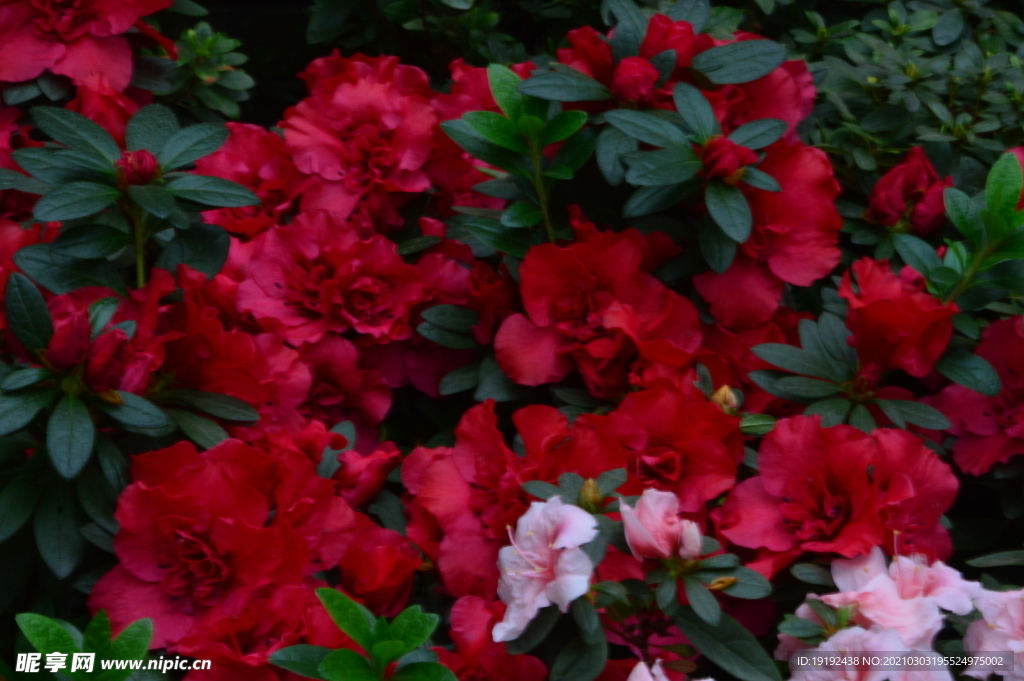 杜鹃花