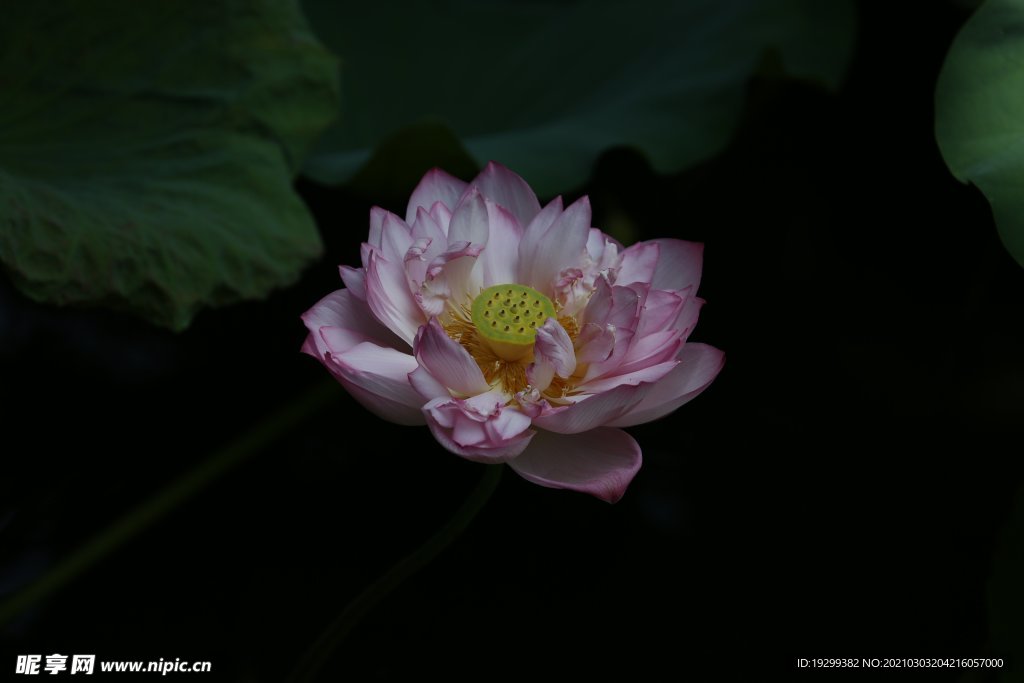 荷花 莲花