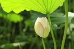 荷花 莲花