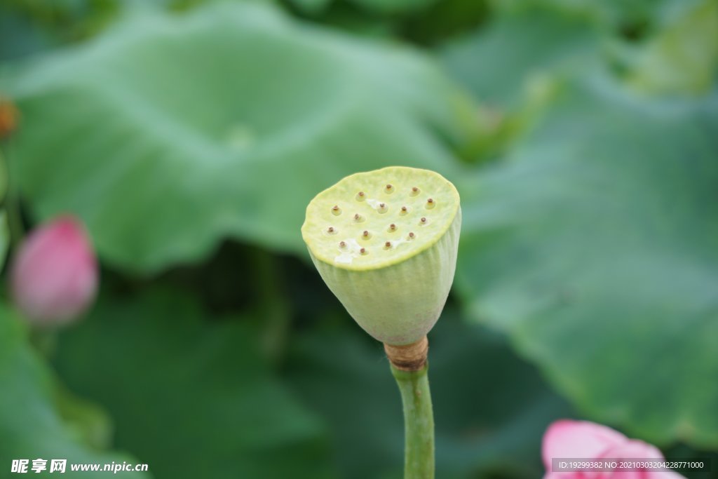 荷花 莲花