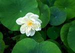 荷花 莲花