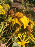 大吴风草