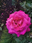 月季花