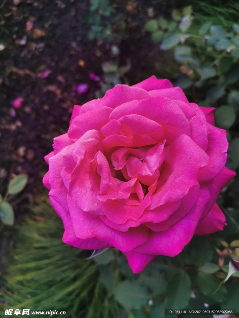 月季花