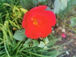 月季花