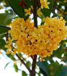 桂花