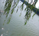 柳树