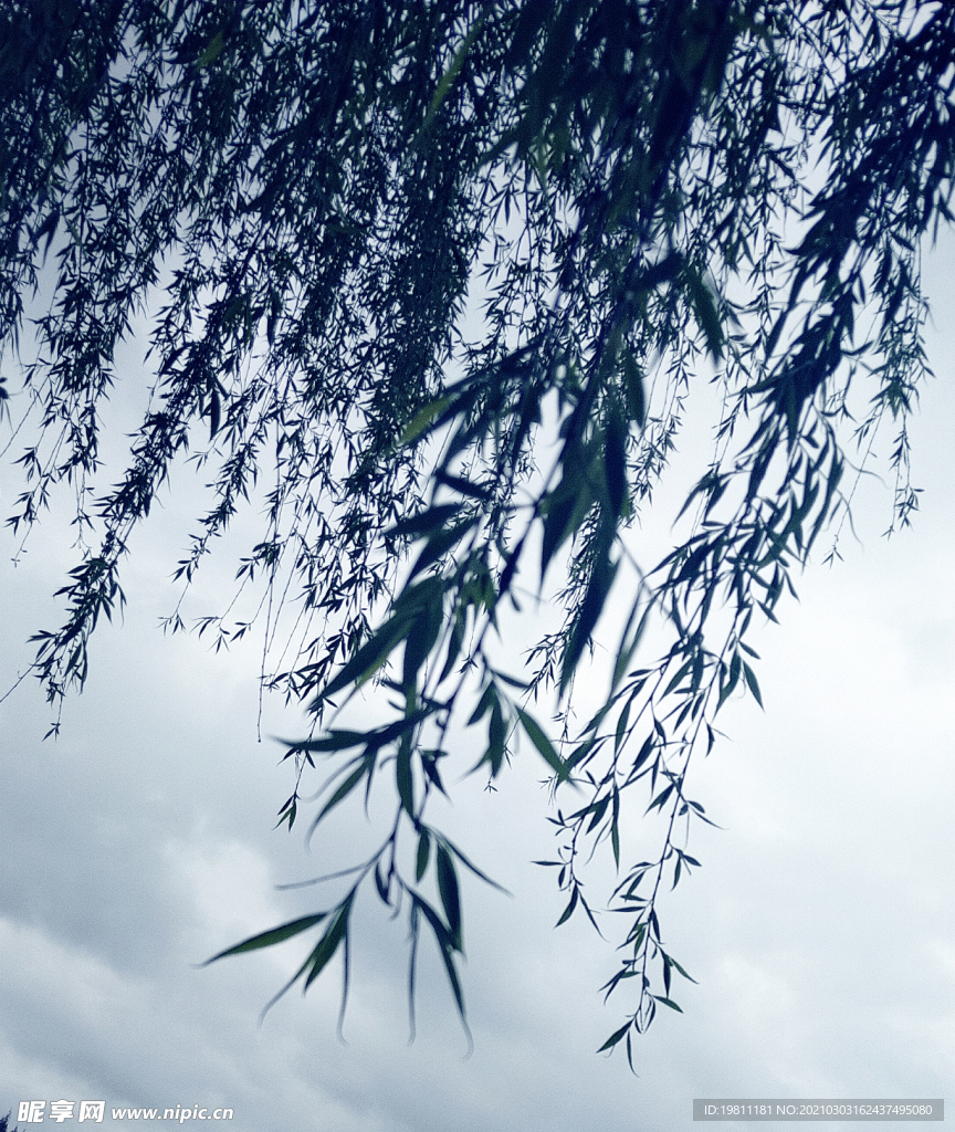 柳树