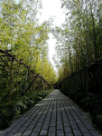 竹林