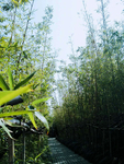 竹林