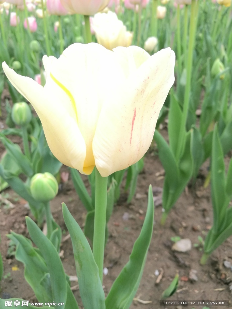 郁金香