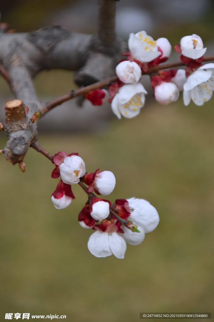 桃花