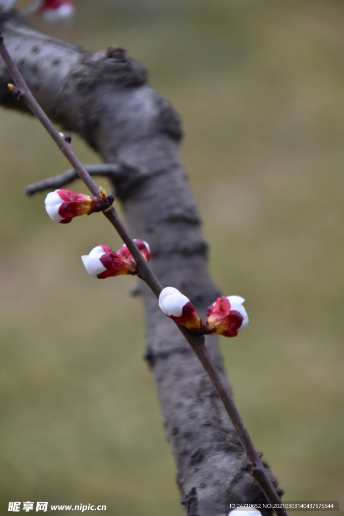 桃花