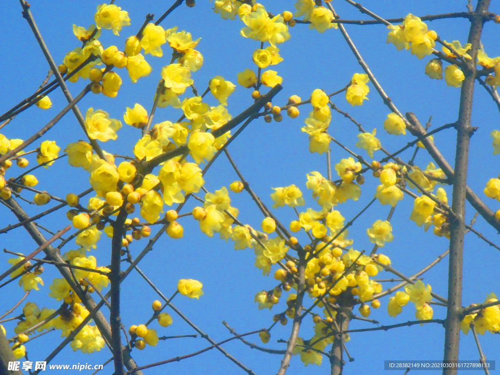 小黄花