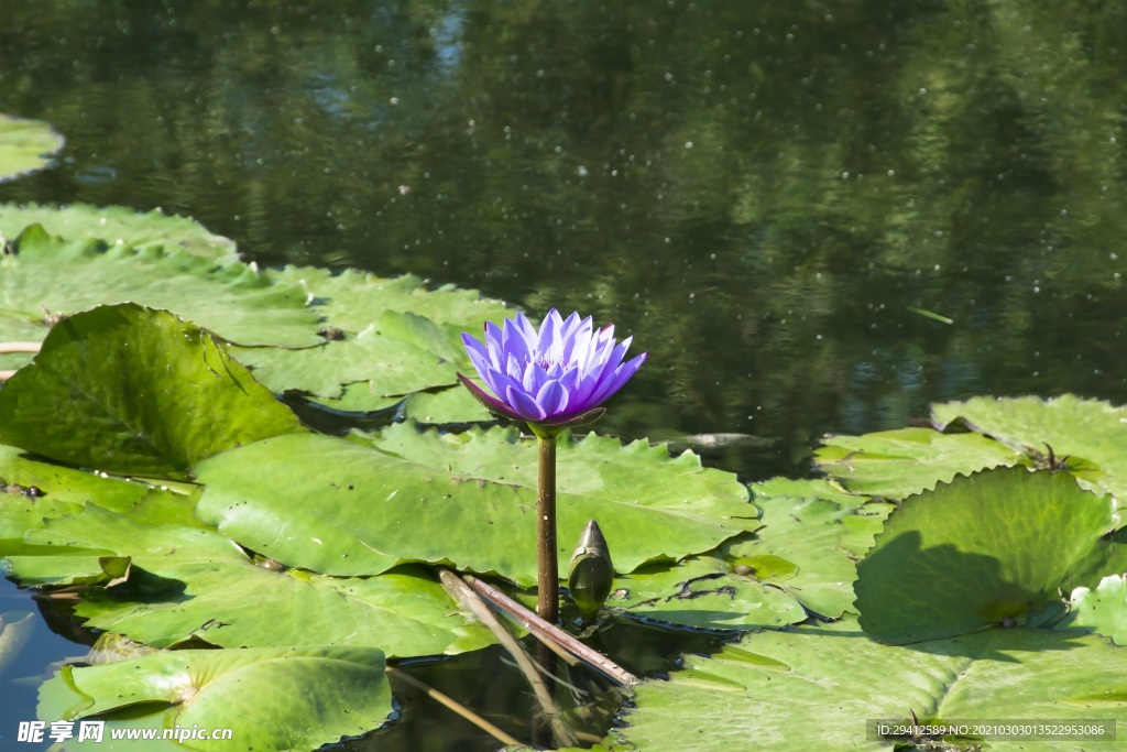 荷花