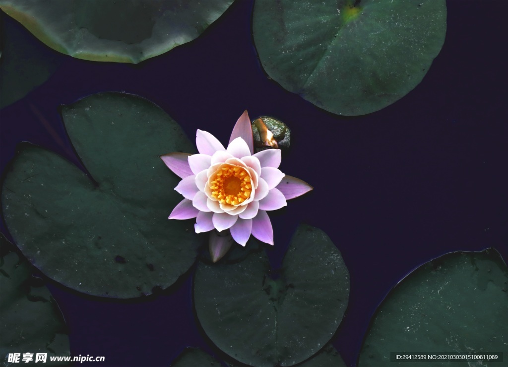 荷花