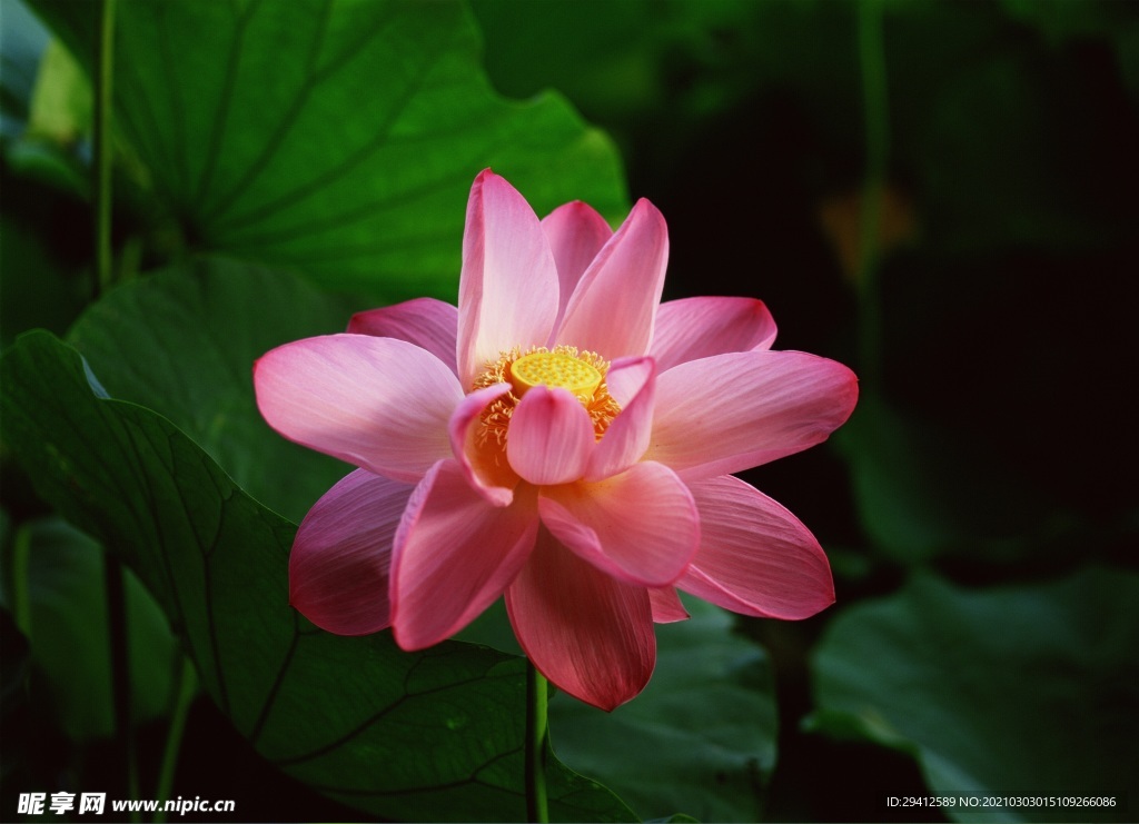 荷花