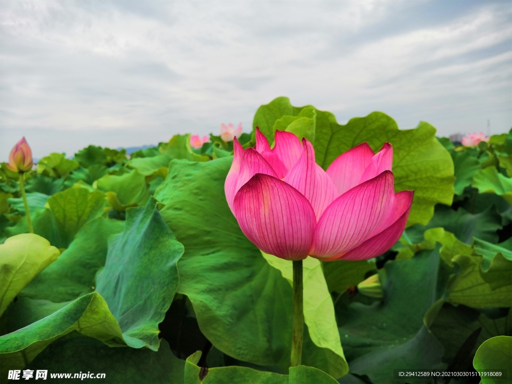 荷花