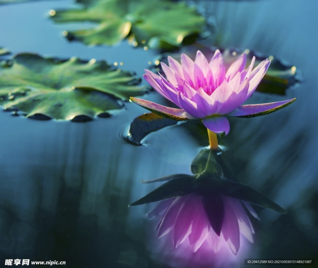 荷花