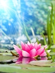 荷花