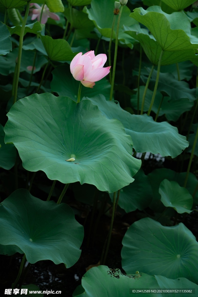 荷花