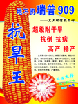 宣传单 玉米种子 多抗品种