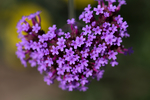 紫花