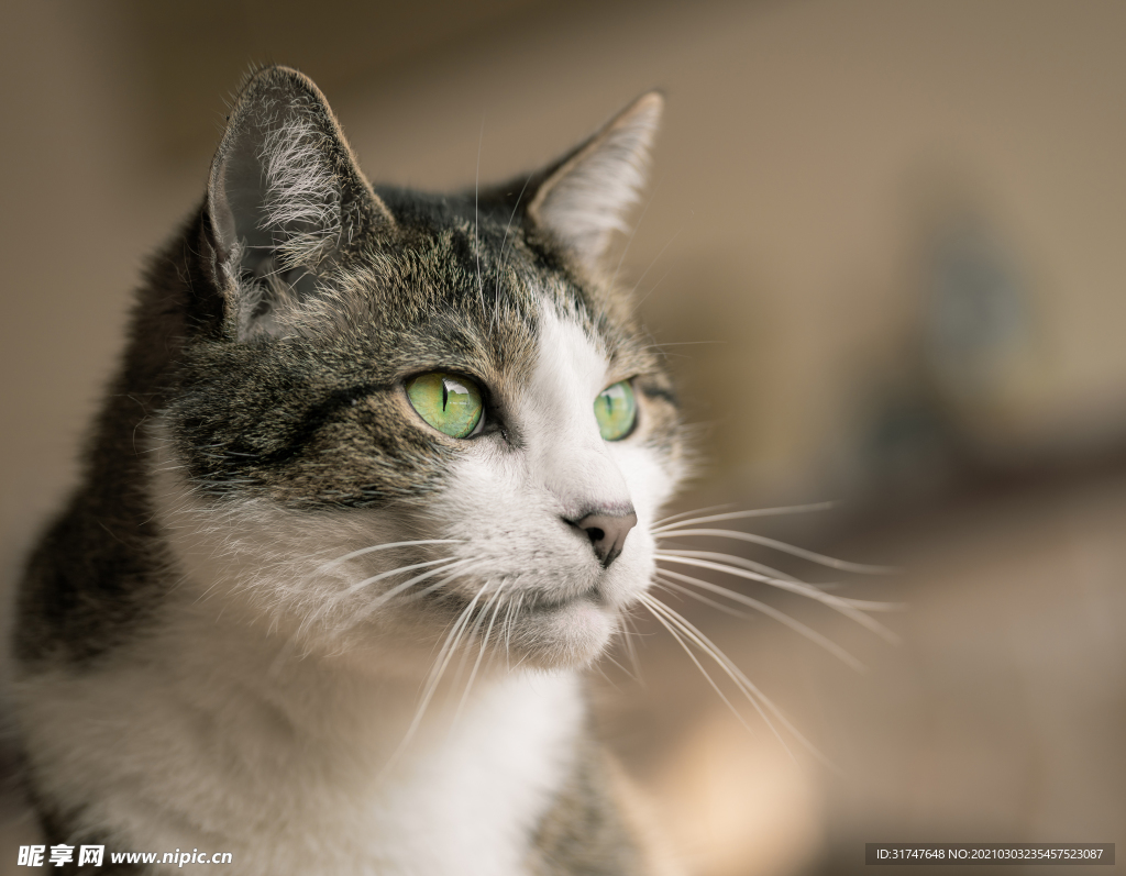 猫