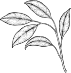 手绘植物
