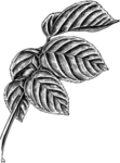 手绘植物
