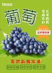 葡萄海报
