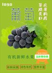 葡萄海报