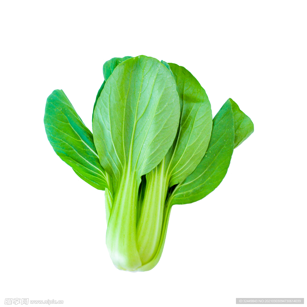 油菜