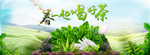 茶叶海报
