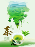 春茶上市
