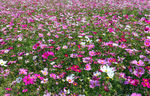 波斯菊