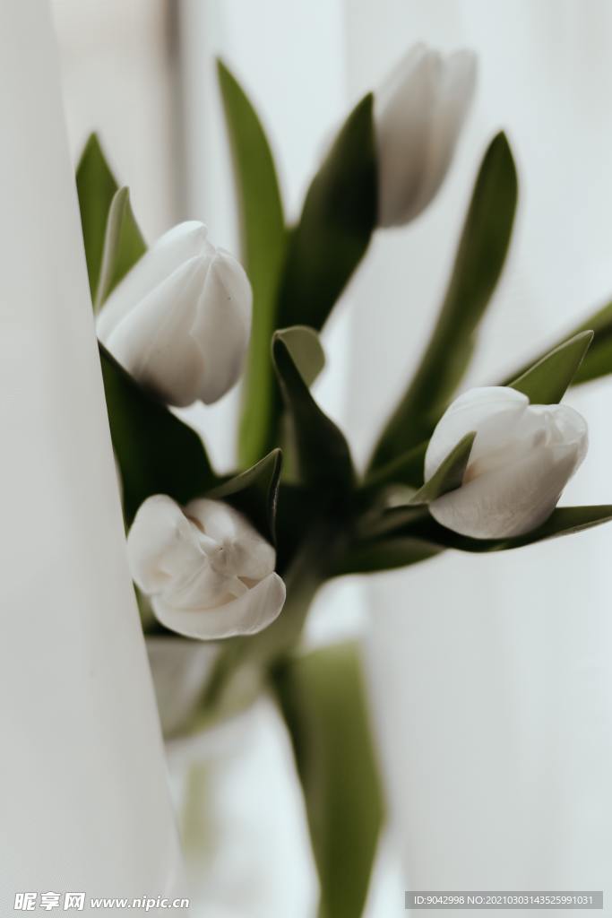 茉莉花