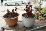 芽