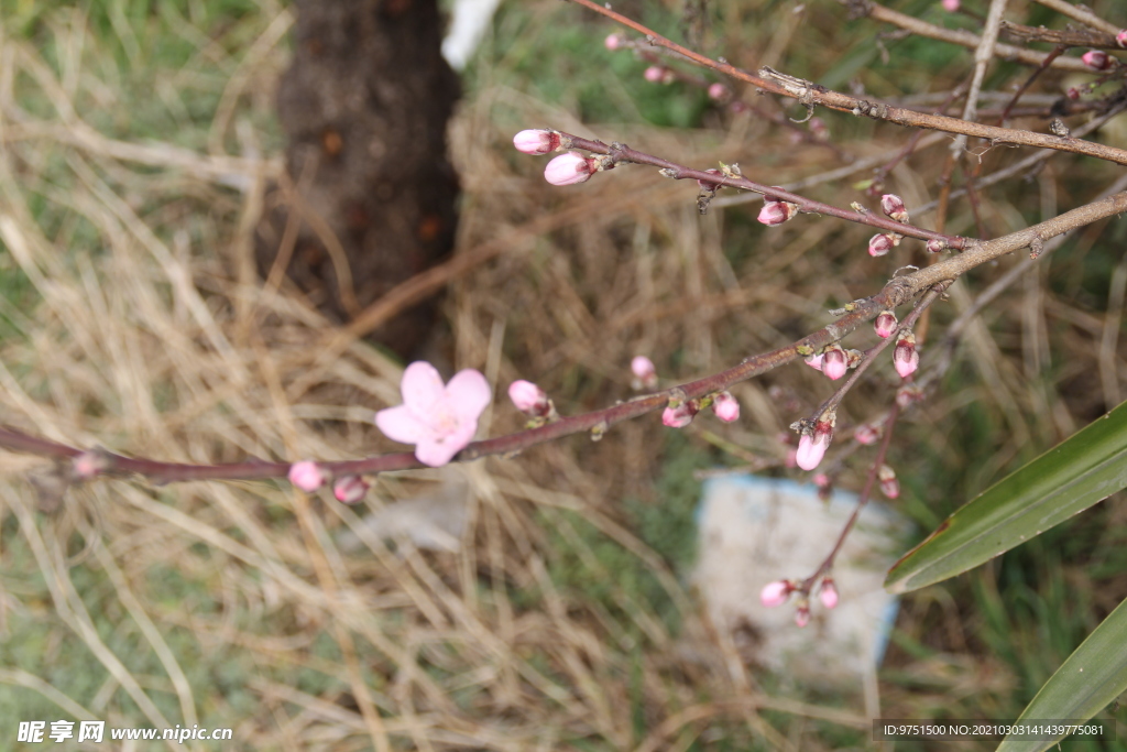 花