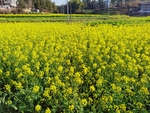 油菜花