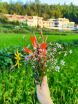 小捧花 自然美
