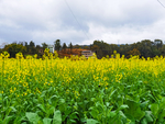 家乡油菜花
