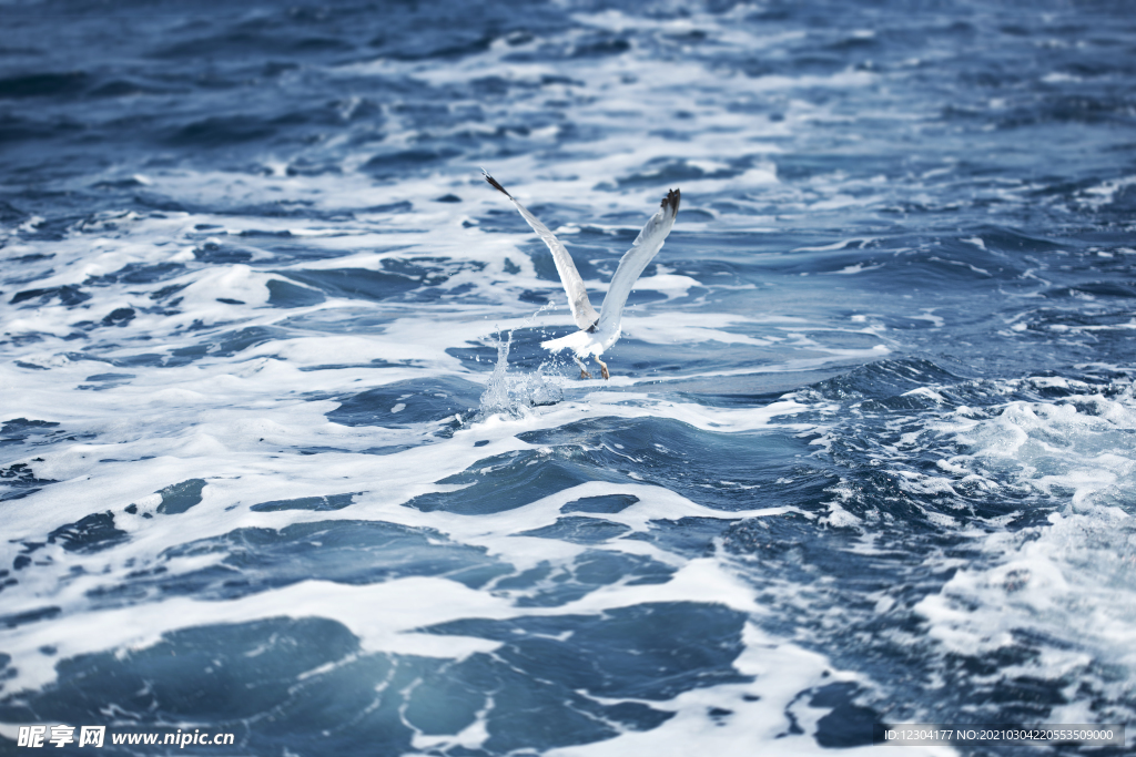 海