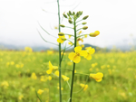 菜花