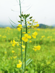 油菜花