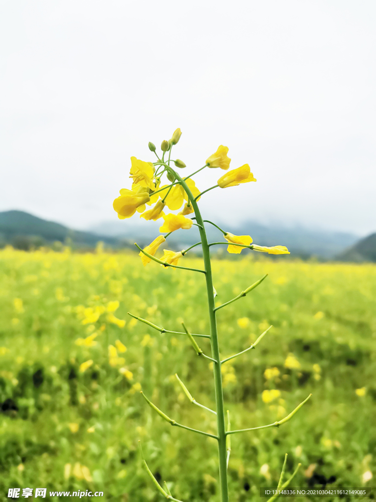 菜花
